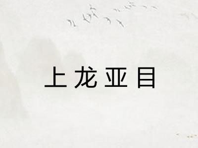 上龙亚目