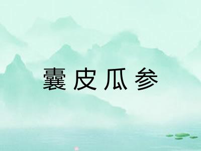 囊皮瓜参 囊皮瓜参