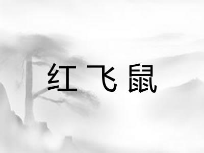 红飞鼠 红飞鼠