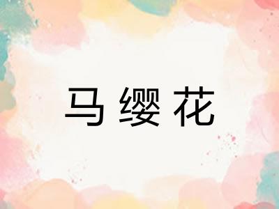 马缨花 马缨花