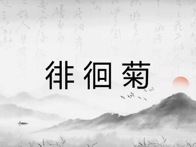 徘徊菊 徘徊菊