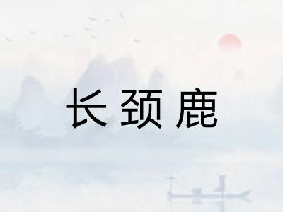 长颈鹿 长颈鹿