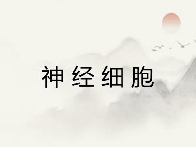 神经细胞 神经细胞