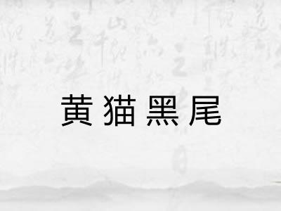 黄猫黑尾 黄猫黑尾