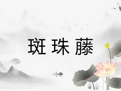 斑珠藤 斑珠藤
