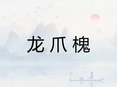 龙爪槐 龙爪槐