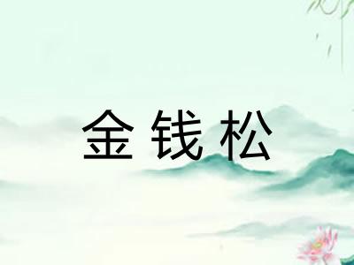 金钱松