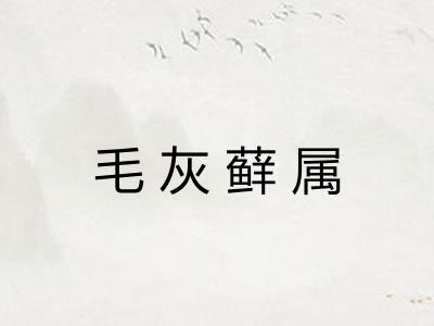毛灰藓属 毛灰藓属