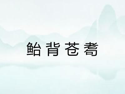 鲐背苍耈 鲐背苍耈