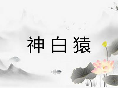 神白猿