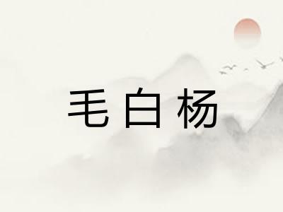 毛白杨 毛白杨