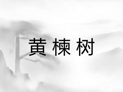 黄楝树 黄楝树