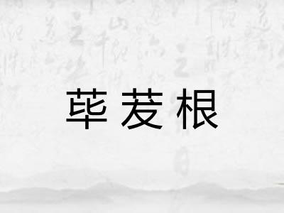 荜茇根 荜茇根