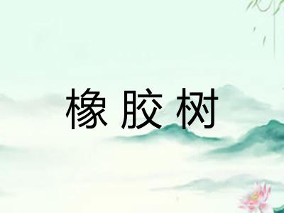 橡胶树 橡胶树