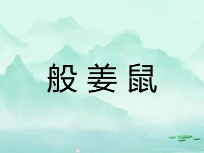 般姜鼠 般姜鼠