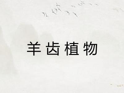 羊齿植物 羊齿植物