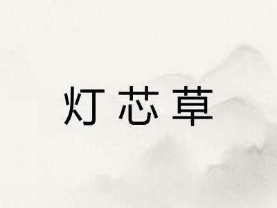 灯芯草 灯芯草