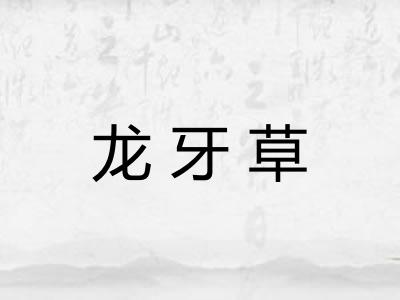 龙牙草 龙牙草