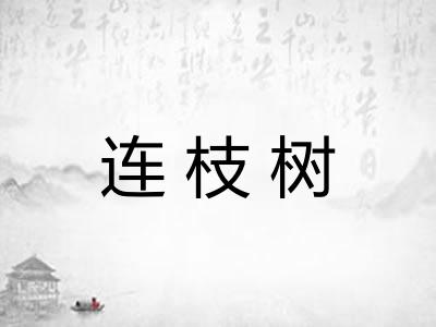 连枝树 连枝树
