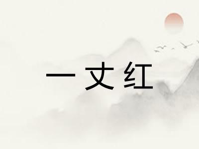 一丈红 一丈红