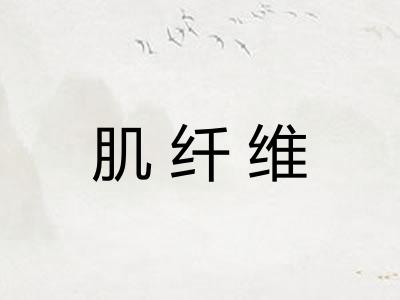 肌纤维