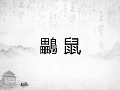 鸓鼠