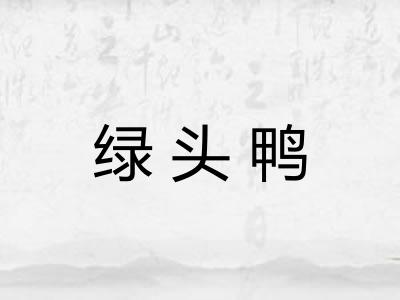 绿头鸭 绿头鸭