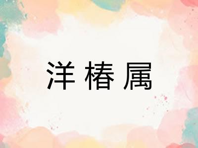 洋椿属 洋椿属