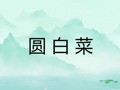 圆白菜 圆白菜