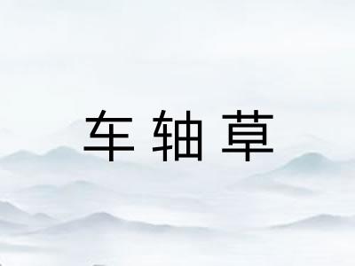 车轴草 车轴草