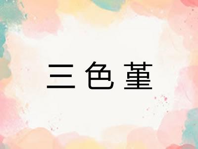 三色堇 三色堇