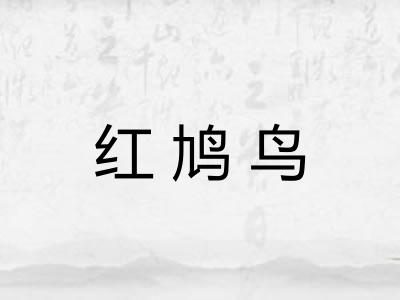 红鸠鸟 红鸠鸟