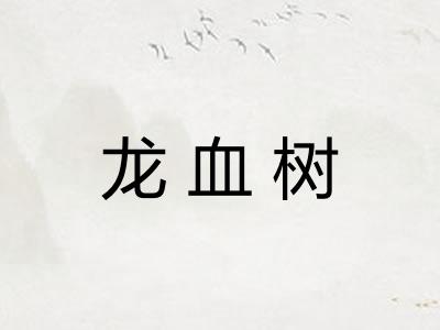 龙血树 龙血树