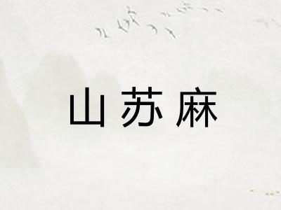 山苏麻 山苏麻